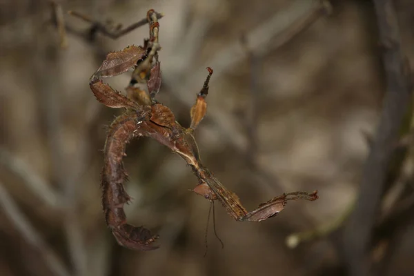 Австралийский Призрак Геспеншрек Macleay Spectre Giant Prickly Stick Insect Extatosoma — стоковое фото