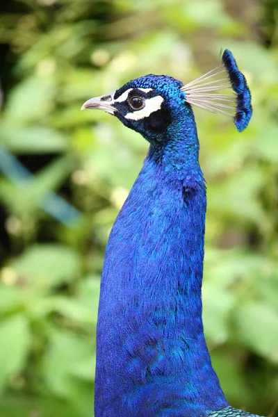 Blauer Pfau Peafowl Indio Pavo Cristatus — Foto de Stock