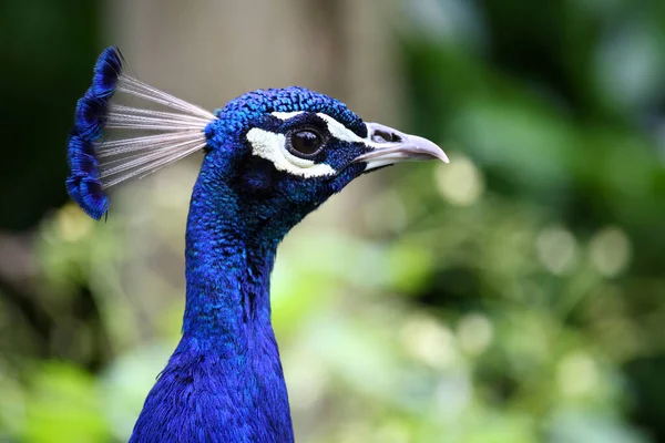 Blauer Pfau Indian Peafowl Pavo Cristatus — Stock Photo, Image