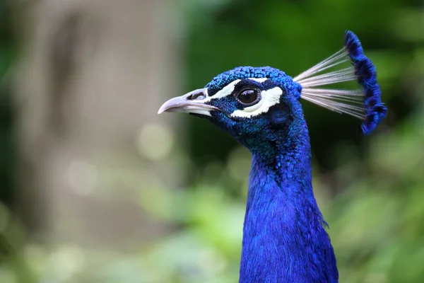 Blauer Pfau Indian Peafowl Pavo Cristatus — 图库照片