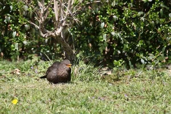 Amsel Oder Schwarzdrossel Blackbird Turdus Merula — Stockfoto