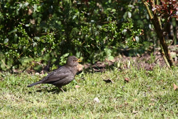 Амсель Федроссель Blackbird Turdus Merula — стоковое фото