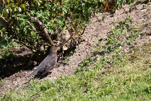 Amsel Oder Schwarzdrossel Blackbird Turdus Merula — Fotografia de Stock