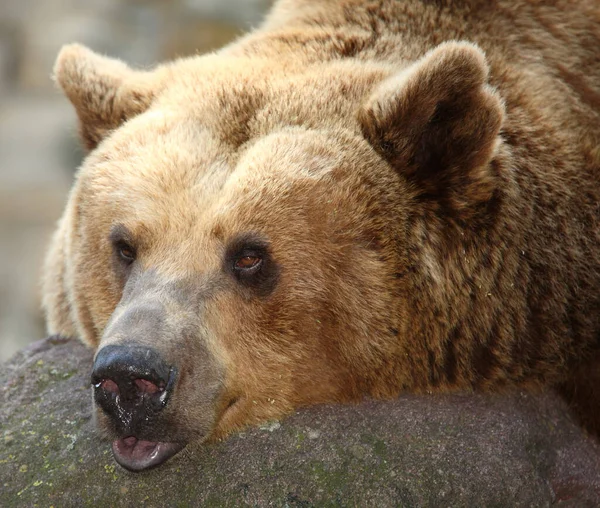 Europaeischer Braunbaer European Brown Bear Ursus Arctos Arctos Stock Picture