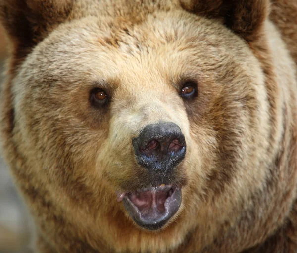 Europaeischer Braunbaer European Brown Bear Ursus Arctos Arctos Royalty Free Stock Images