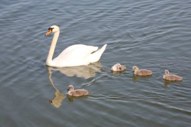 Hoeckerschwan / Dilsiz Kuğu / Kuğu Rengi