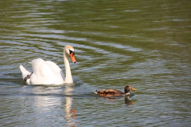 Hoeckerschwan und Stockente / Dilsiz kuğu ve Mallard / Cygnus olor et Anas platyrhynchos