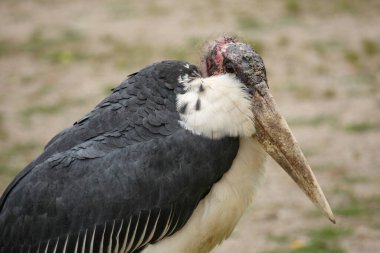 Marabu / Marabou stork / Leptoptilos crumeniferus