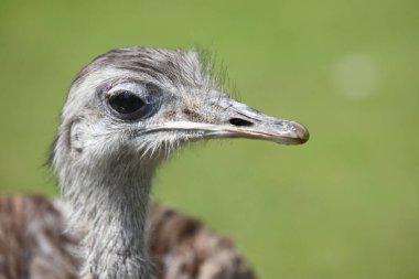 İğrenç Nandu / Büyük Rhea / Rhea americana 