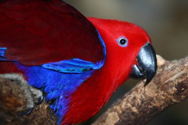 Edelpapagei / Eclectus papağanı / Eclectus roratus