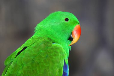 Edelpapagei / Eclectus papağanı / Eclectus roratus