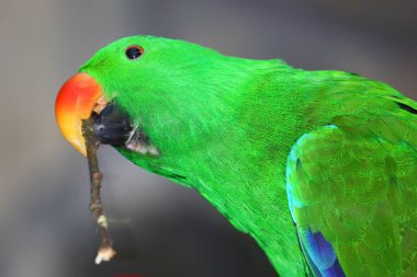 Edelpapagei / Eclectus papağanı / Eclectus roratus