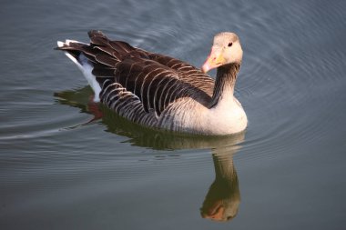 Graugans / Greylag kaz / Anser anser