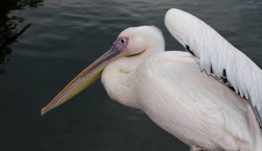 Rosapelikan / Büyük Beyaz Pelikan / Pelecanus onocrotalus