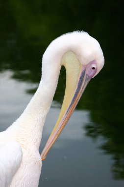 Rosapelikan / Büyük Beyaz Pelikan / Pelecanus onocrotalus
