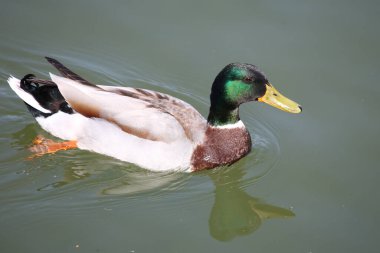 Stockente / Mallard / Anas platyrhynchos