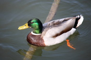 Stockente / Mallard / Anas platyrhynchos