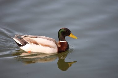 Stockente / Mallard / Anas platyrhynchos