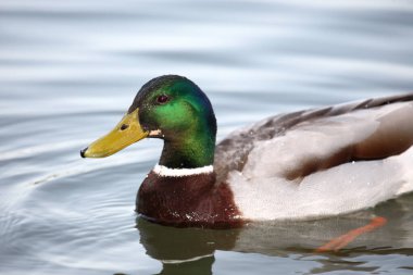 Stockente / Mallard / Anas platyrhynchos