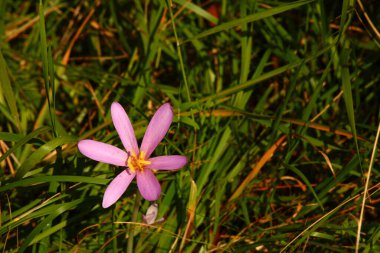 Rosa Blume / Flower / Flos