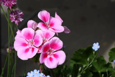 Rosa Blume / Flower / Flos