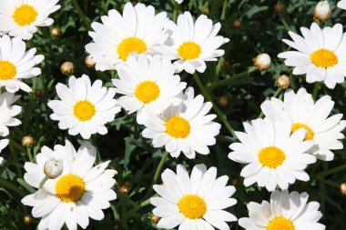 Weisse Blume / White flower / Flos