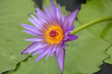 Blaue Seerose / Blue waterlily / Nymphaea