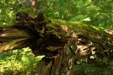 Landschaft Bayern / Landscape Bavaria / 