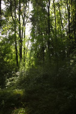 Landschaft Bayern / Landscape Bavaria / 