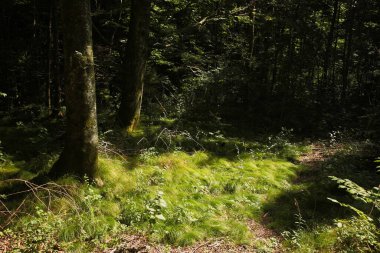 Landschaft Bayern / Landscape Bavaria / 
