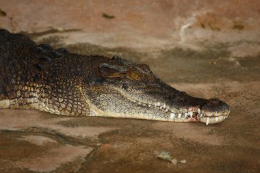 Leistenkrokodil / Tuzlu Su Timsahı / Timsah Porosus