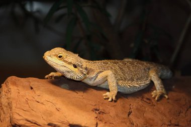 Streifenkoepfige Bartagame / Central sakallı agama / Pagona vittisepsleri