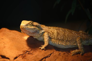 Streifenkoepfige Bartagame / Central sakallı agama / Pagona vittisepsleri