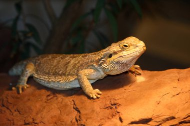 Streifenkoepfige Bartagame / Central sakallı agama / Pagona vittisepsleri