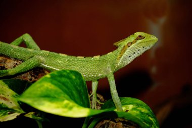 Kronenbasilisk / Eastern casquehead iguana / Laemanctus longipes