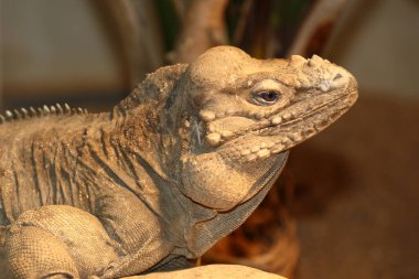 Nashornleguan / Rhinoceros iguana / Cyclura cornuta