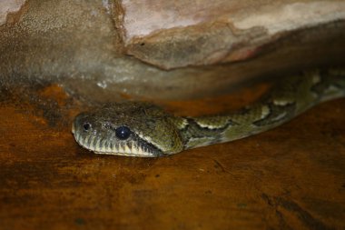 Madagaskar-Hundskopfboa / Madagaskar ağacı boa / Sanzinia madagascariensis