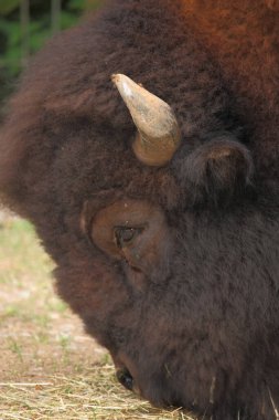 Amerikanischer Bison / Amerikan bizonu / Bizon bizonu - Bos bizonu