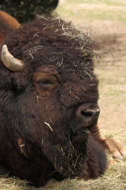 Amerikanischer Bison / Amerikan bizonu / Bizon bizonu - Bos bizonu