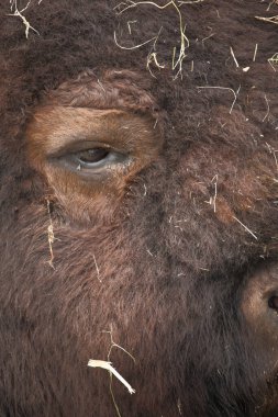Amerikanischer Bison / Amerikan bizonu / Bizon bizonu - Bos bizonu