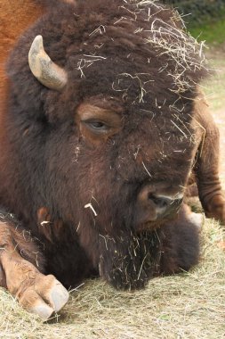 Amerikanischer Bison / Amerikan bizonu / Bizon bizonu - Bos bizonu