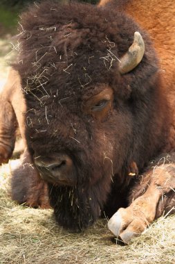 Amerikanischer Bison / Amerikan bizonu / Bizon bizonu - Bos bizonu