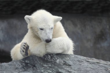 Eisbaer / Kutup Ayısı / Ursus Maritimus