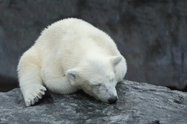 Eisbaer / Kutup Ayısı / Ursus Maritimus