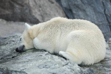 Eisbaer / Kutup Ayısı / Ursus Maritimus