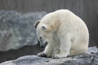 Eisbaer / Kutup Ayısı / Ursus Maritimus