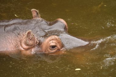 Flusspferd / Hippopotamus / Hippopotamus amfibi