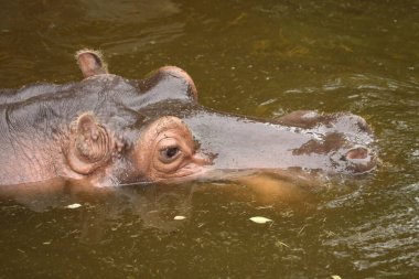 Flusspferd / Hippopotamus / Hippopotamus amfibi