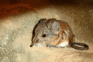 Kurzohrruesspringer / Yuvarlak kulaklı fil faresi / Macroscelides hortumu