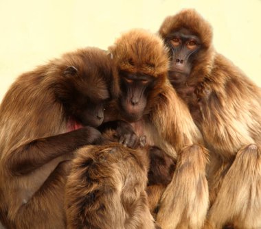 Blutbrustpavian oder Dschelada / Gelada / Theropithecus gelada